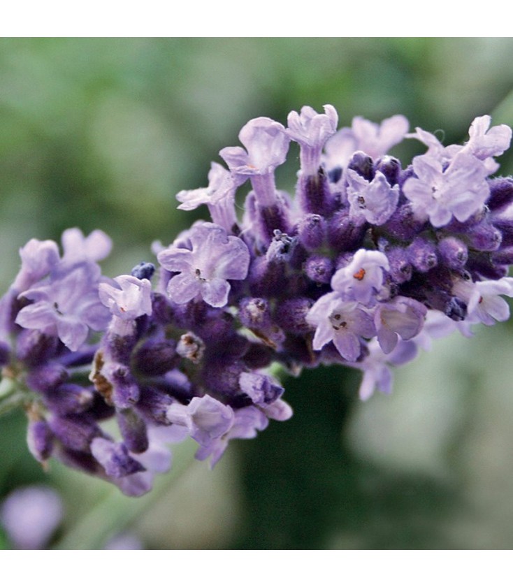 Lavanda vera