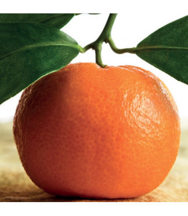 AE Mandarina